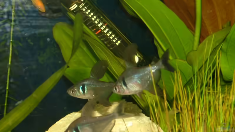 Phantomsalmler II von LoidlStef (12)