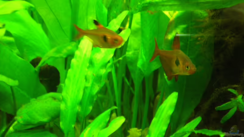 Phantomsalmler von Erwinio (19)