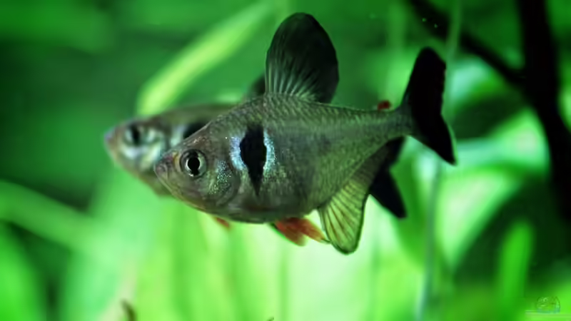 Phantomsalmler von H4rdei (6)