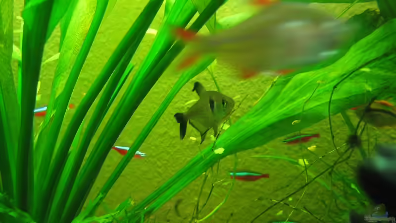 Phantomsalmler von Sky1706 (11)