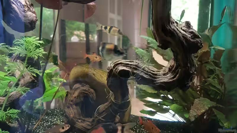 Phantomsalmler von Sunnyboy_72 (18)