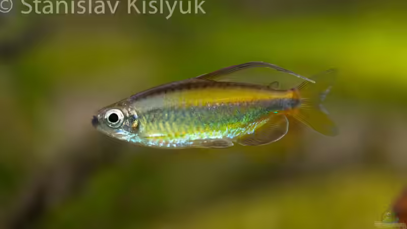 Phenacogrammus aurantiacus von Stanislav Kislyuk (2)