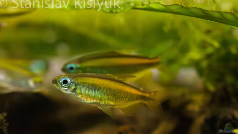 Phenacogrammus aurantiacus von Stanislav Kislyuk (7)