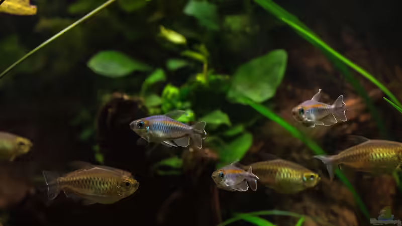 Phenacogrammus interruptus (05/2015) von fischgarage (11)