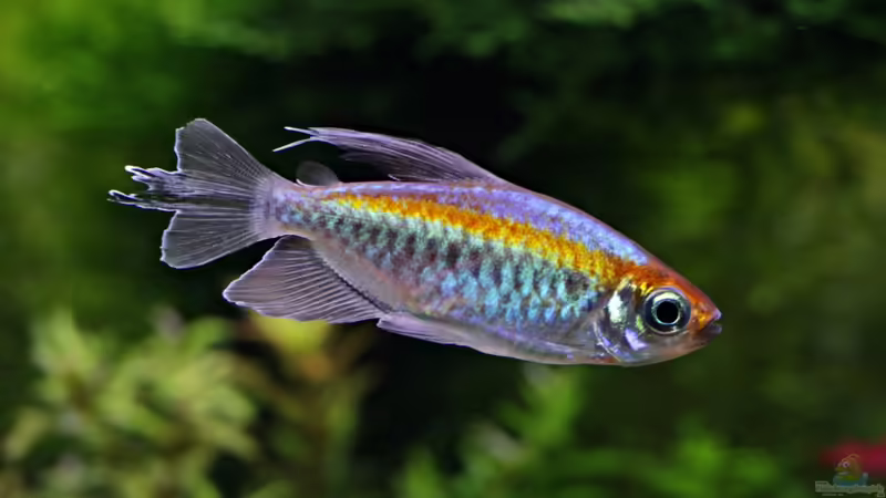 Phenacogrammus interruptus von Bjarke (16)