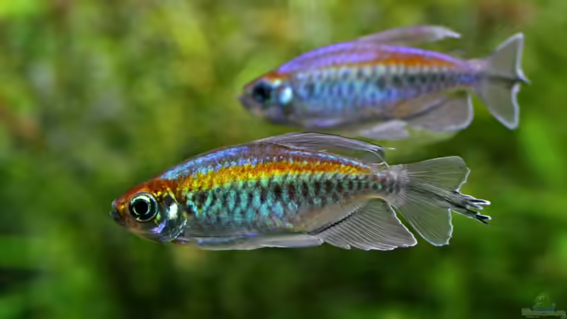 Phenacogrammus interruptus von Bjarke (17)