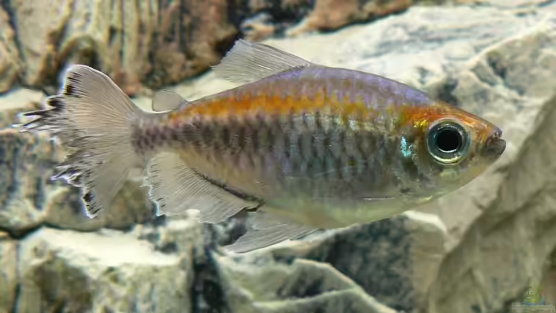 Phenacogrammus interruptus von Philip Richter (9)