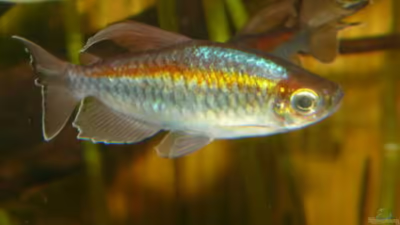 Aquarien mit Kongosalmlern (Einrichtungsbeispiele für Phenacogrammus-Arten)