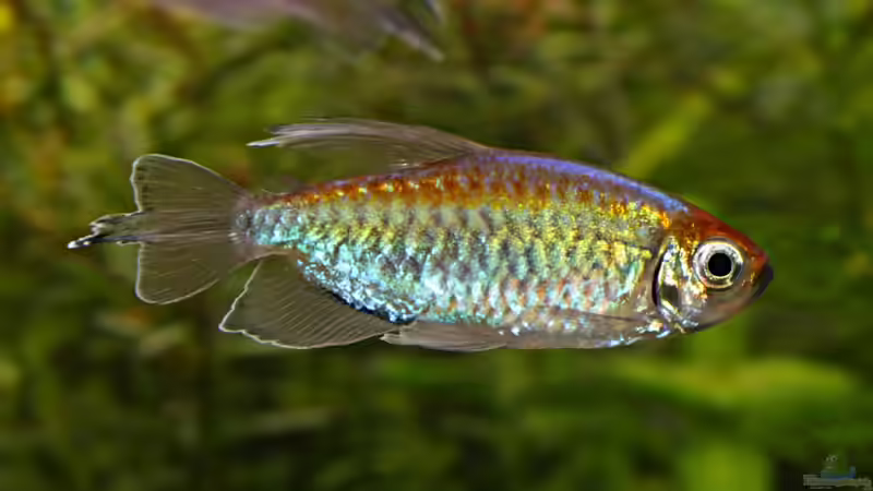 Phenacogrammus interruptus im Aquarium halten (Einrichtungsbeispiele für Blauer Kongosalmler)