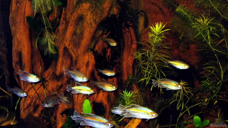 Phenacogrammus interruptus im Aquarium halten (Einrichtungsbeispiele für Blauer Kongosalmler)