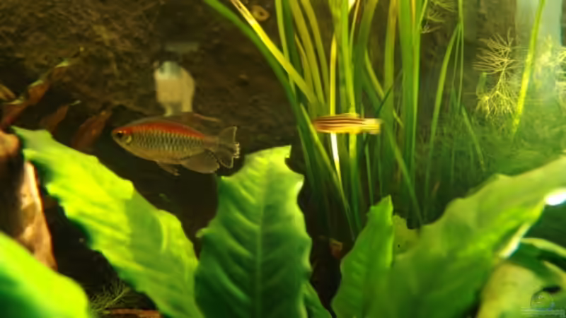 Phenacogrammus interuptus von Peer Wojtkowiak (16)