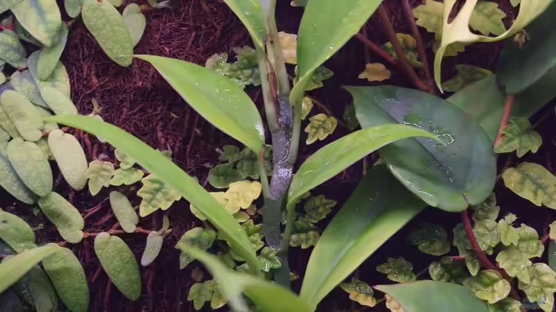 Philodendron spec. Peru von Junglist (41)