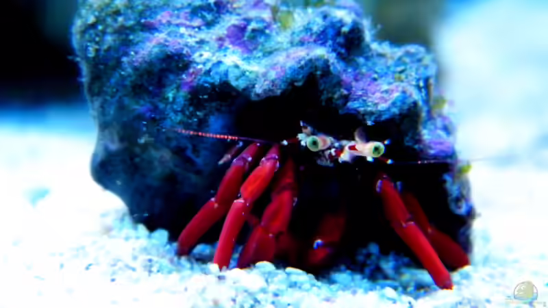 Phimochirus operculatus von Malawigo (86)