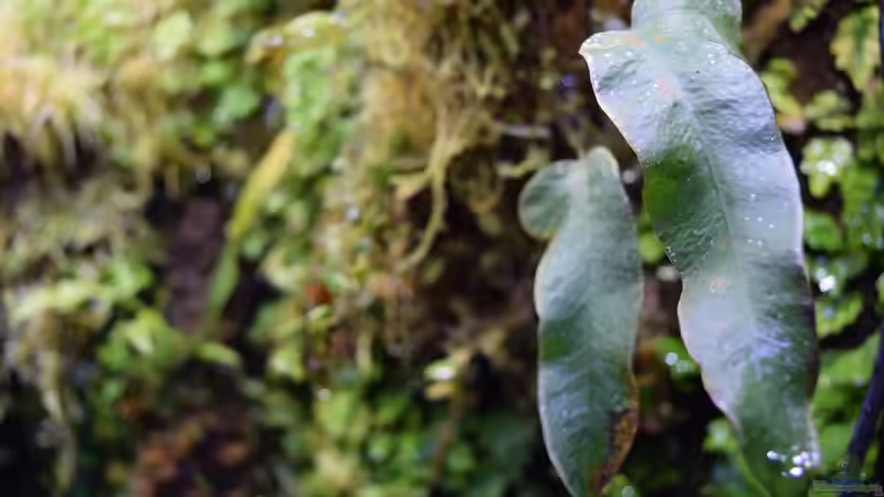 Phlebotium aureum von Junglist (34)