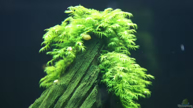 Phoenix Moos / Fissidens fontanus von Susanne Axt (7)