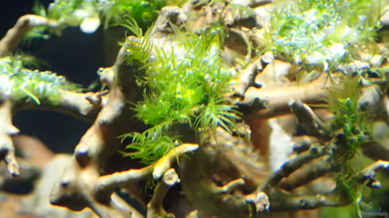 Phoenix-Moos von Mark D.C. (9)