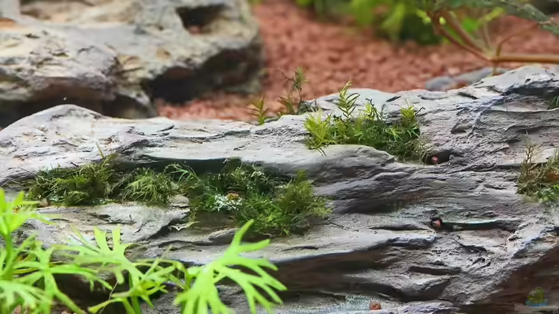 Phoenixmoos auf Drachenstein von Dirk F. (11)