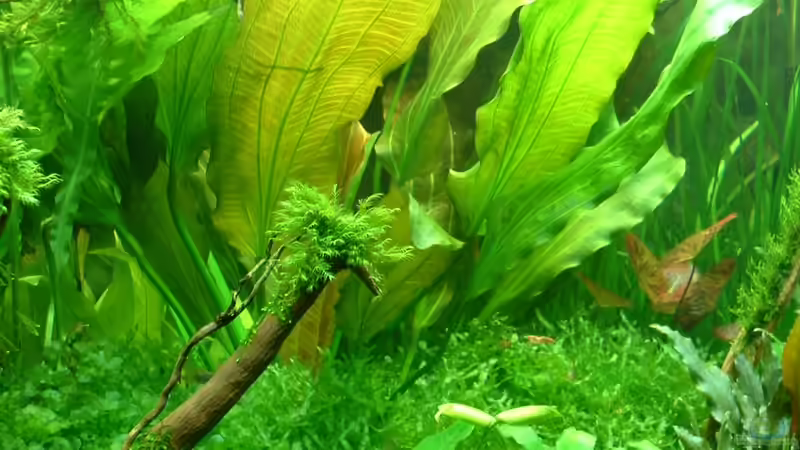 Phönixmoos auf Wurzel  von Herzilein (17)