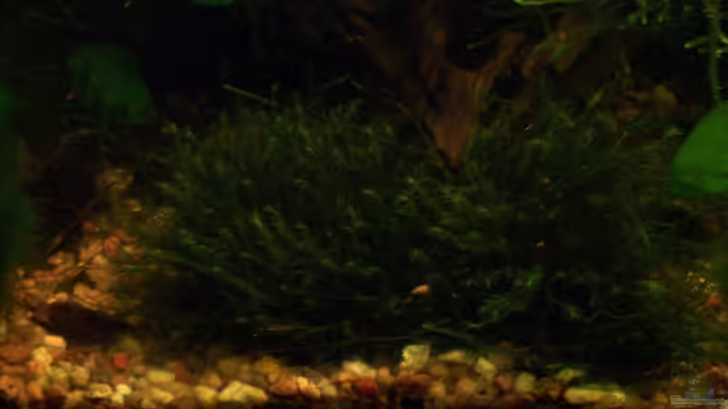 Phönixmoos (Fissidens fontanus) von Jens J. (17)