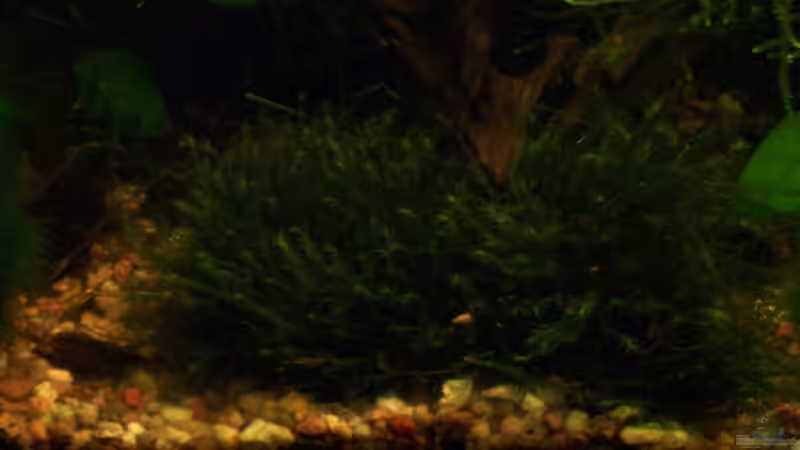 Phönixmoos (Fissidens fontanus) von Jens J. (23)