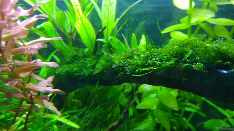 Phönixmoos im Aquarium pflegen (Einrichtungsbeispiele für Fissidens geppii)