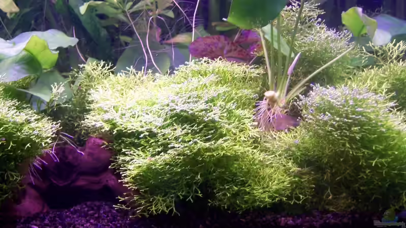 Photosynthese pur von Sebastian Seibold (10)