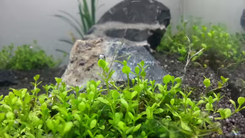 Photosynthese von Schnegge (11)