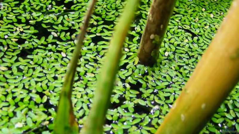 Phragmites über Wasser von Falk (31)