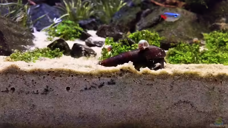 PHS fährt mit dem Cappuccino-Taxi :D von Betta Chris (167)