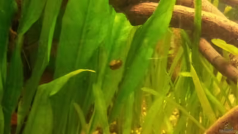 PHS von Michael Scheffler (43)