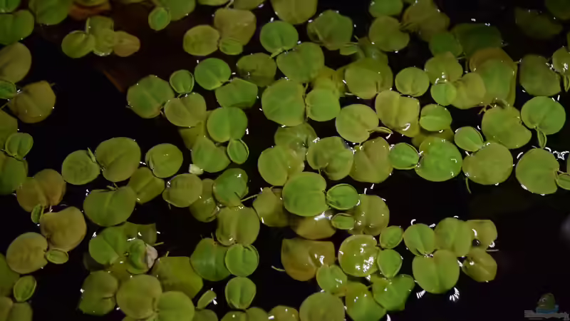 Phyllanthus fluitans, Schwimmende Wolfsmilch von Junglist (5)