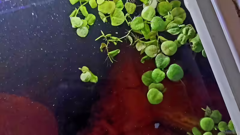 Phyllanthus fluitans im Aquarium oder Teich (Einrichtungsbeispiele mit Schwimmende Wolfsmilch)