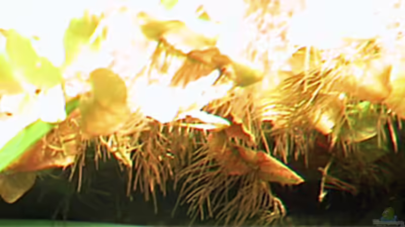 Phyllantus fluitans von Oliver Altorfer (14)