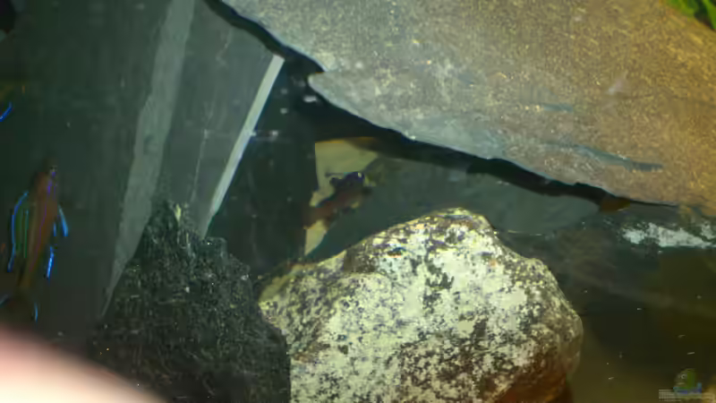 Phyllonemus Typus (besseres Bild wird nachgereicht) von Flipper (5)