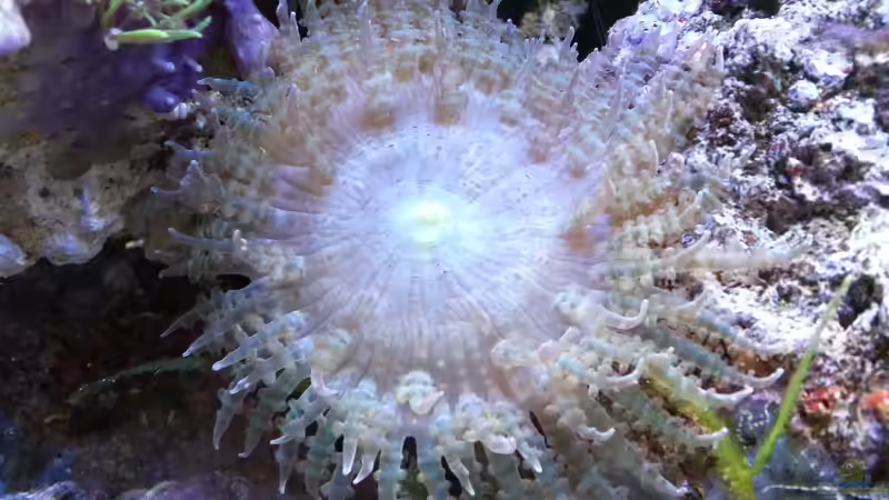 Phymanthus sp.01-Sandanemone von Jens Kändler (4)