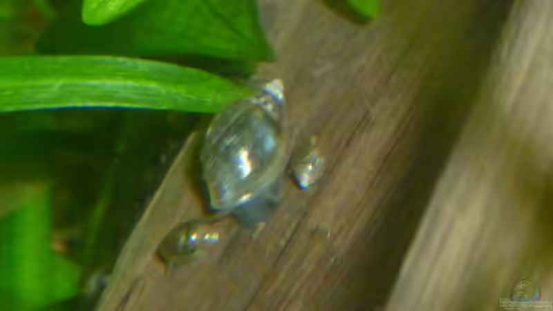 Physa fontinalis von Deino (47)