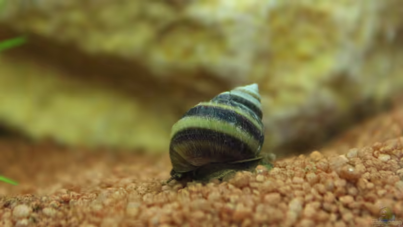 Pianos aus Südostasien, die Taia naticoides !