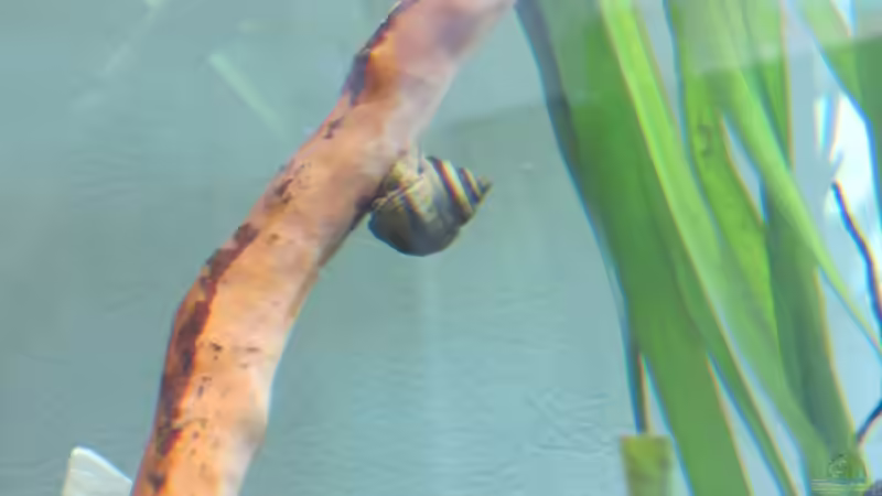 Pianoschnecke von Skalarjoe (35)