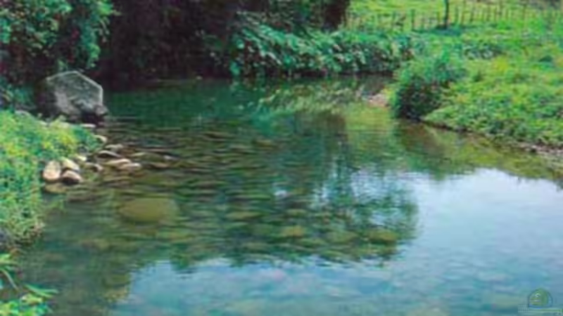 Pichucalco river, Grijalva system, home of Thorichthys meeki von Laura (31)