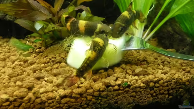 Picknick zusammen mit Garnele von Ferbi (38)