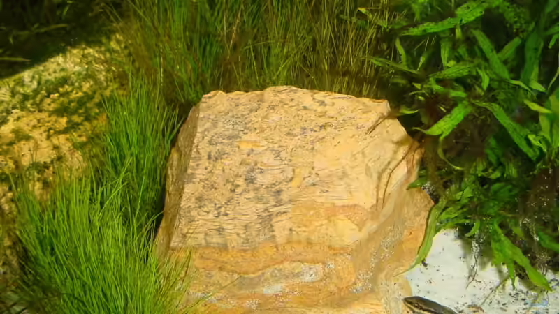 Picture Stone und Eleocharis acicularis von Sabine Stark (22)