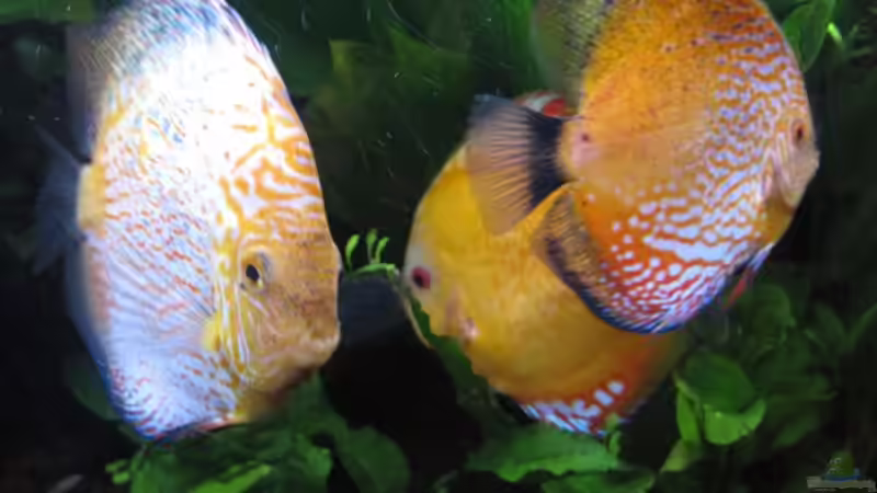 Pigeon Blood + Marlboro Red von Jogi (35)