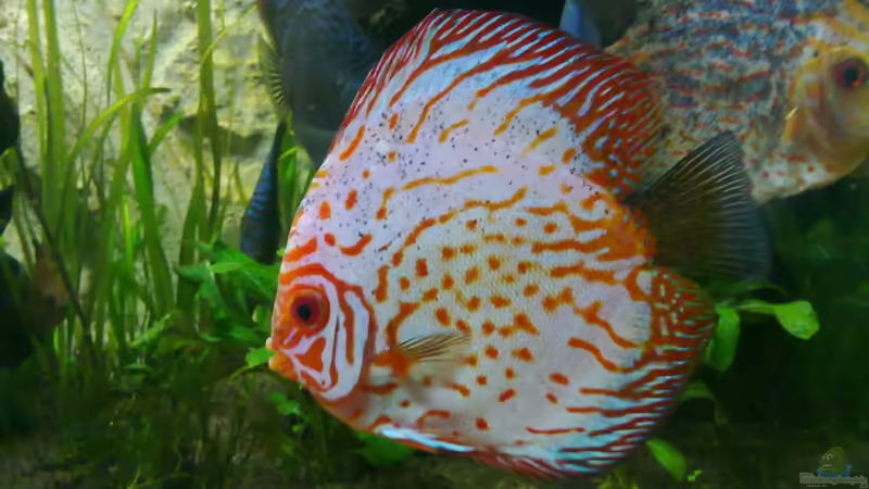 Pigeon blood, Männchen von Blue2 (22)