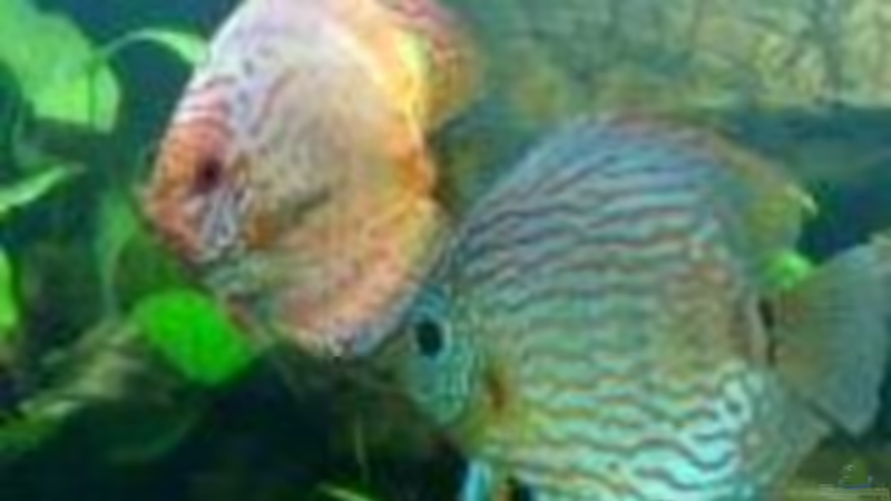 Pigeon blood, Rot/Türkis Snake skin Laichpaar von Blue2 (26)