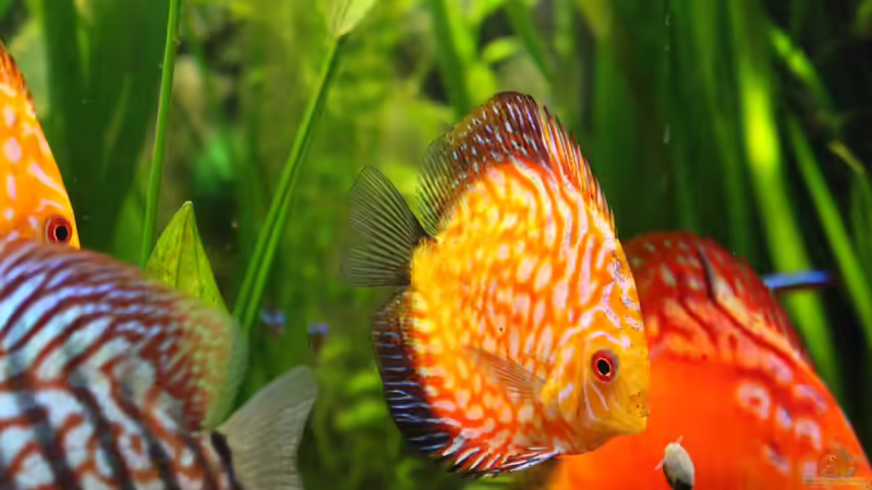 Pigeon Blood Blau (unbekannt) von JessiKa265 (22)