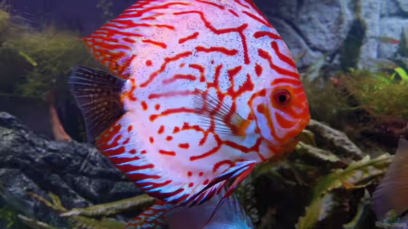 Pigeon Blood Blue (15 cm) von Vancouver2010 (147)