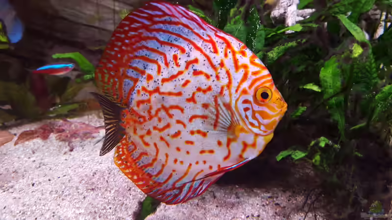 Pigeon Blood Blue von Günter+Karin (6)