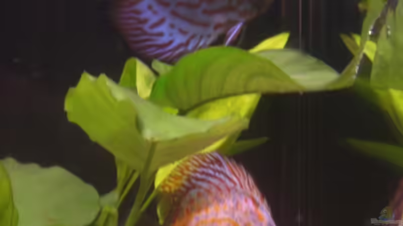 Pigeon Blood Brillant Türkis und Blau von Ronny Derndorfer (32)