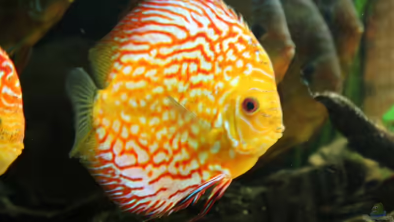 pigeon blood männchen von Diskusfreak26 (8)