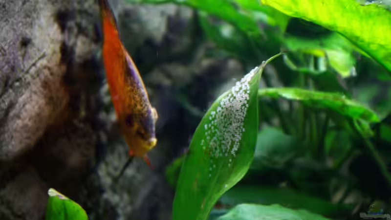 Pigeon Blood mit Eiern von Jens Beier (14)